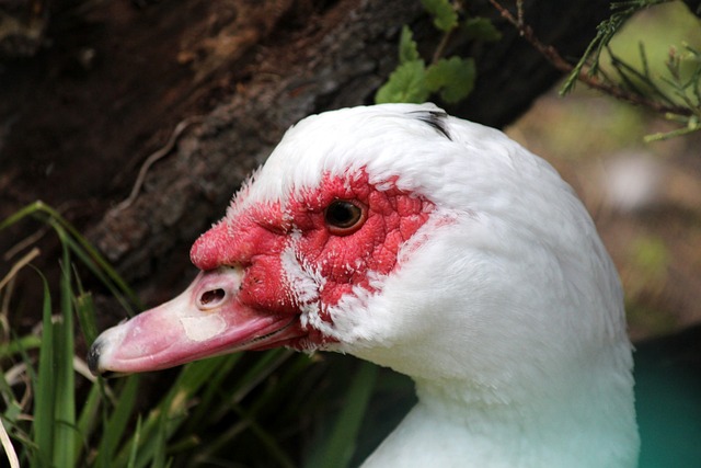 格林伍德被 格林伍德被