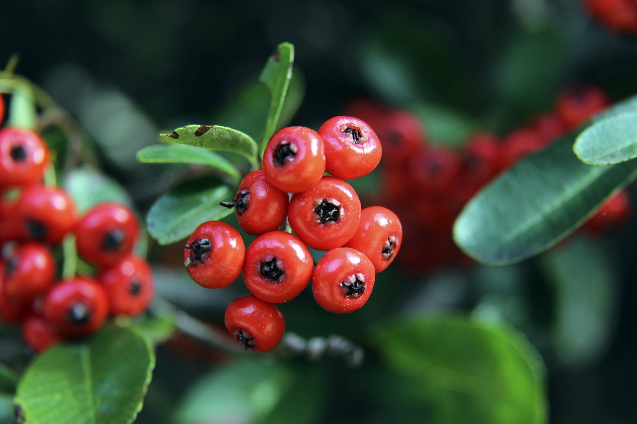 足球俱乐部 足球俱乐部